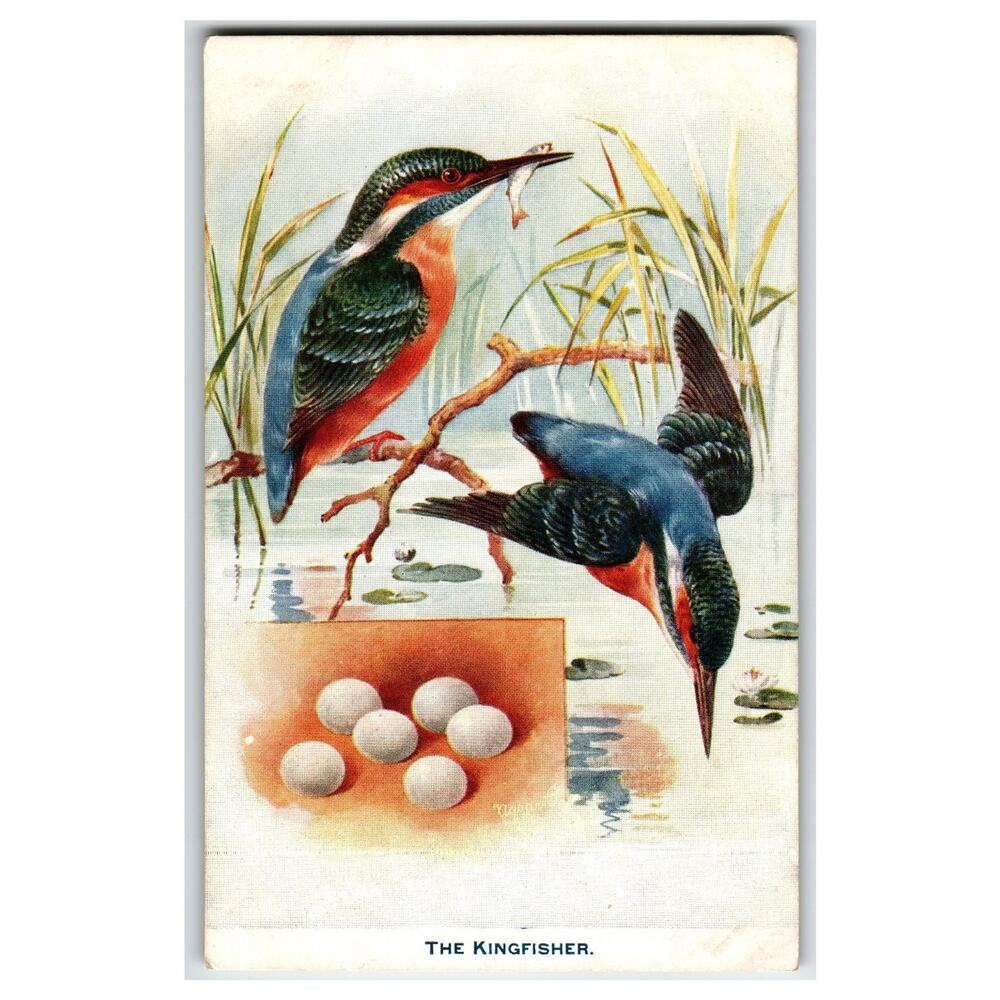Raphael Tuck Aquartype Kingfisher Birds Eggs Postcard 8218 British Birds